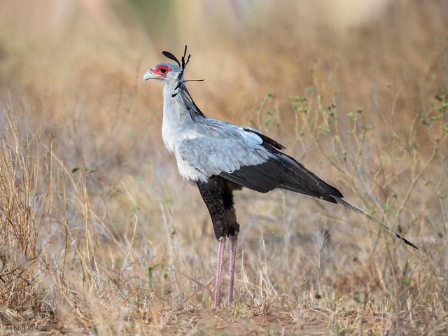 Secretarybird - A terrestrial bird of prey