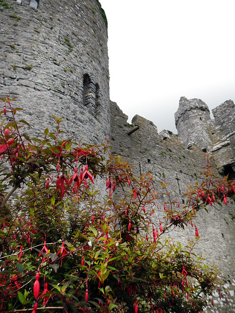 Crenellated stone walls and fuchsias in bloom at the 11th century Manorbier Castle in Wales