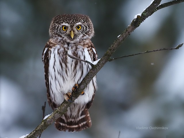 Pygmy owl - Воробьиный сыч