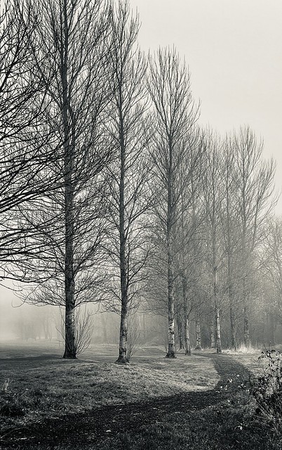 Winter Birch Tree Pathway