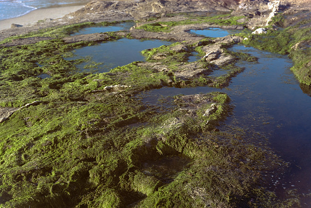 Carmel Beach Seaweed Rocks and Tidepools