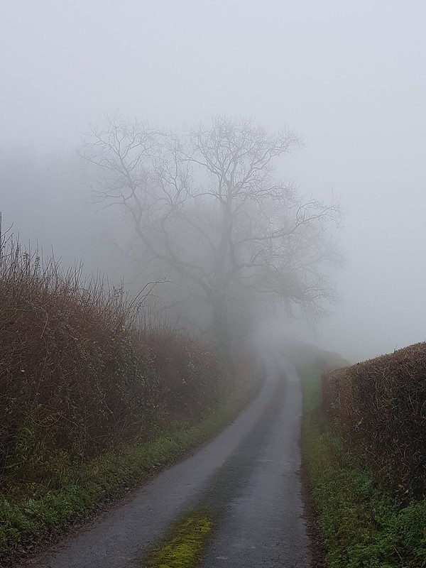 Foggy lane and eerie Oak tree