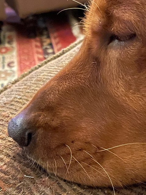 The 2021 Photo Project - November 11 - Day 315 - Puppy Nose