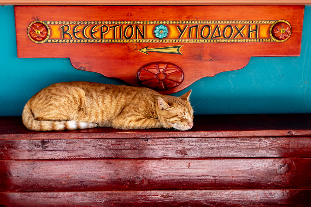 Cat, Nafplio, Greece