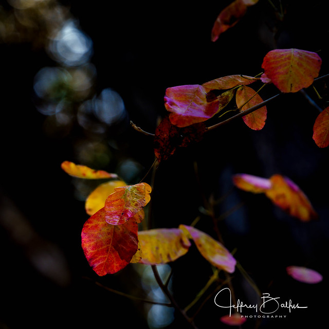 Fall leaves with bokeh