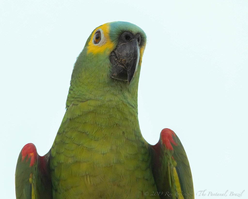 Ready for its closeup: Turquoise-fronted amazon (Amazona aestiva)