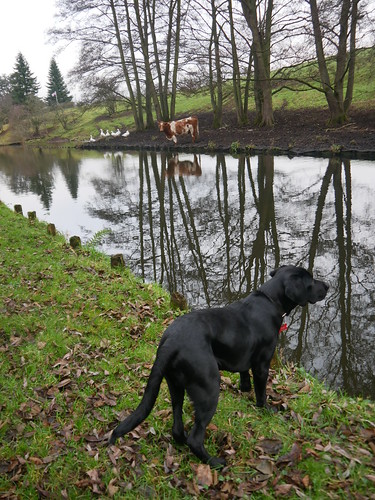 Parker on the Worcestershire/Staffordshire Canal