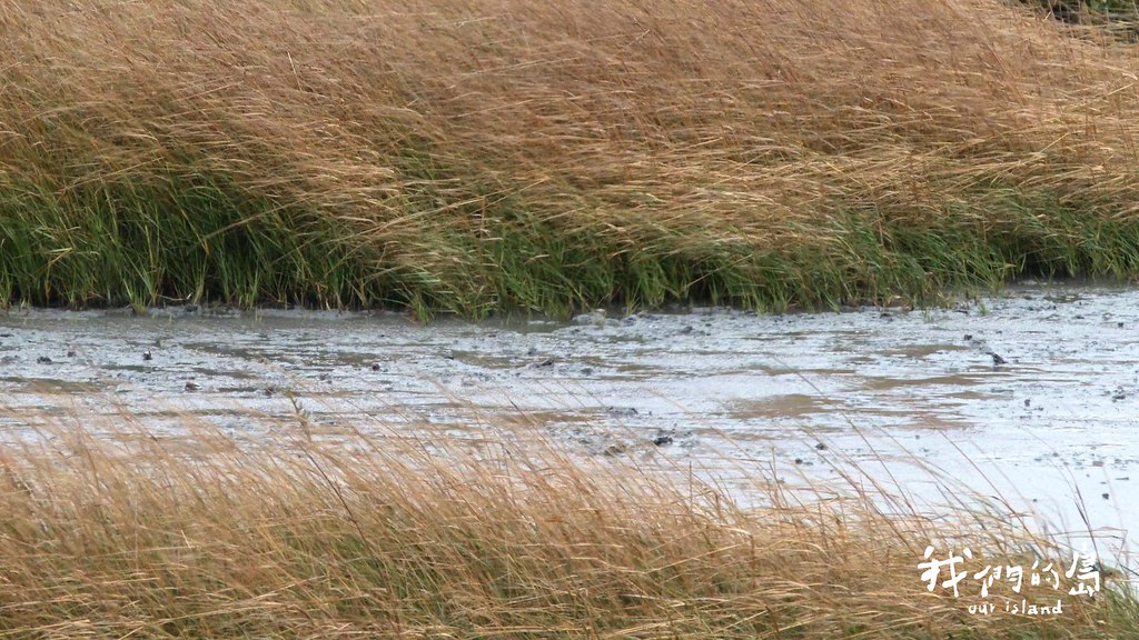 互花米草容易堵塞水流，還會導致底棲生物種類和數量減少，使灘地不利於野生動物活動。