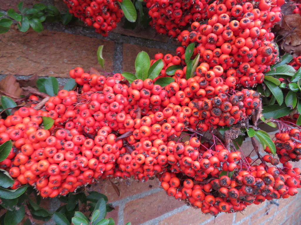 UK - Cambridgeshire - Horningsea - Red berries