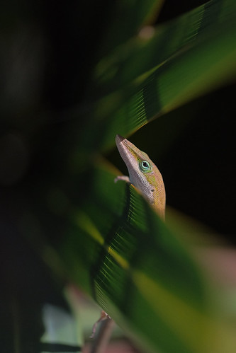 উঁকি UKI - Florida Green Lizard | by rmehdee