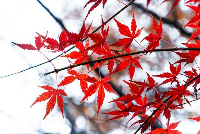 Japanese Maple : イロハモミジ