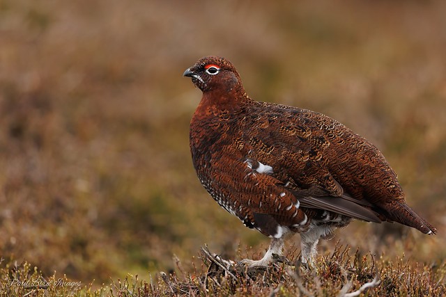 Male Grouse