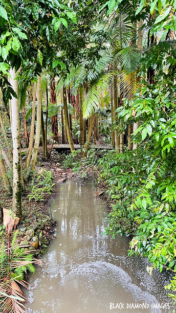 Main Arm Creek, Raintrees Native and Rainforest Gardens, Diamond Beach, NSW
