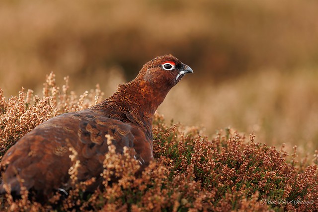 Male Grouse