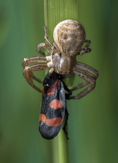 Xysticus sp. (spider) x Cercopis sp.