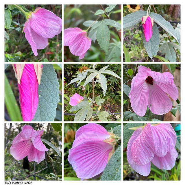 Hibiscus sp. Barambah Creek
