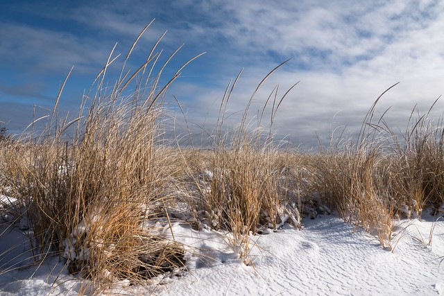 Beach Grass Winter Sky _DSC0230