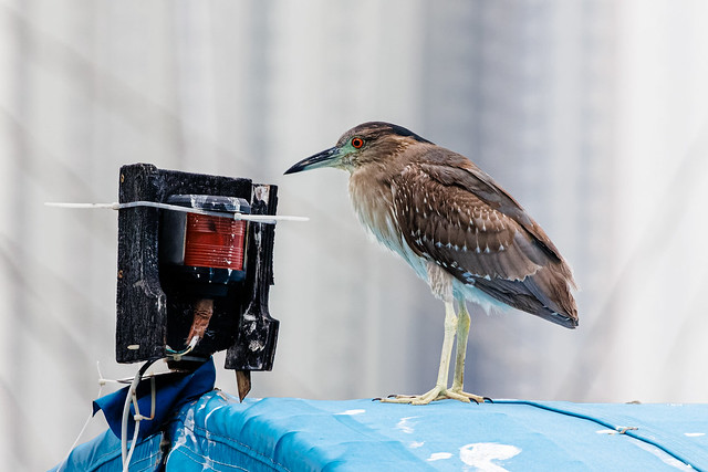 Juvenile Black-crowned Night Heron trying to listen to the radio