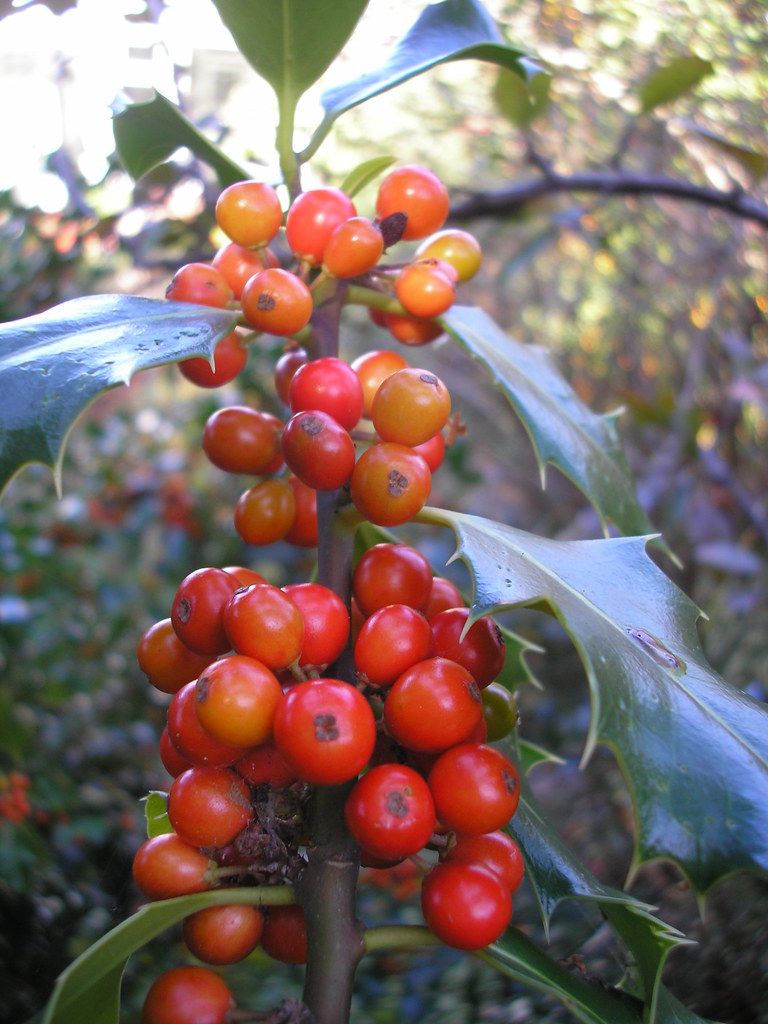 Red berries | OLYMPUS DIGITAL CAMERA | Guys And Travel | Flickr