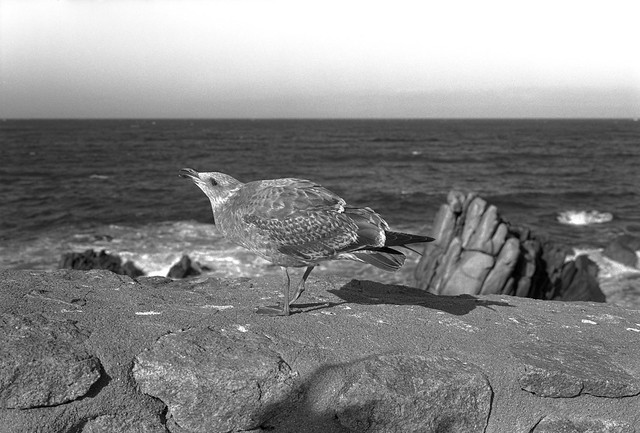 Monterey Bay Pacific Grove Sea Bird