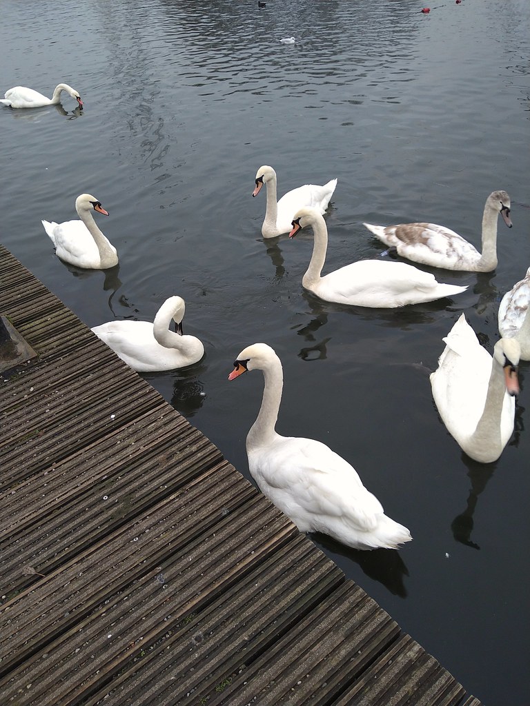 Hungry Swans at Sale Water Park !!