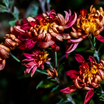 Chrysanthemum : キク（菊）