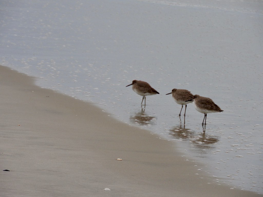 Birds at Pine Knoll Shores beach. Photo by howderfamily.com; (CC BY-NC-SA 2.0)