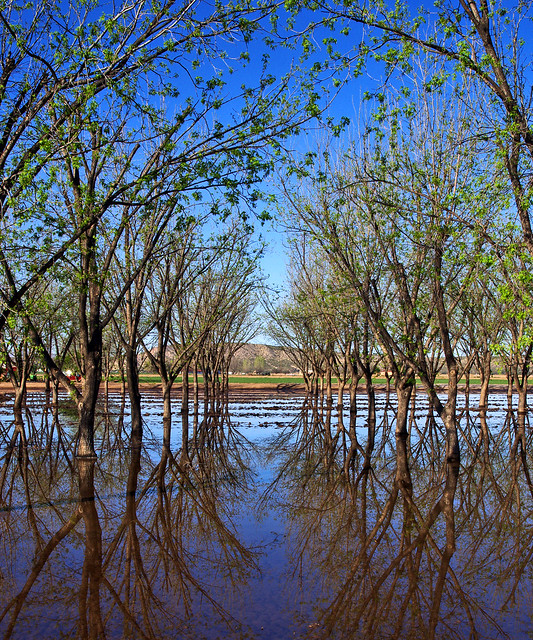 Flooded pecan orchard.  Southern New Mexico, USA.