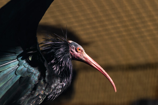 Northern Bald Ibis : ホオアカトキ