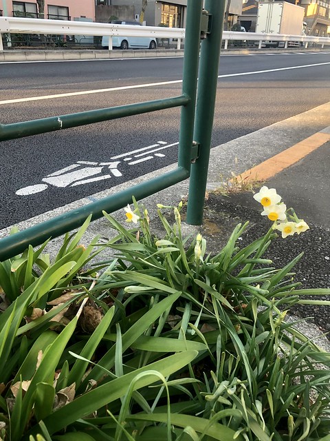 iphone photo 3630: Early blooming daffodils on the roadside. Akabane Tokyo, 21 Dec 2021