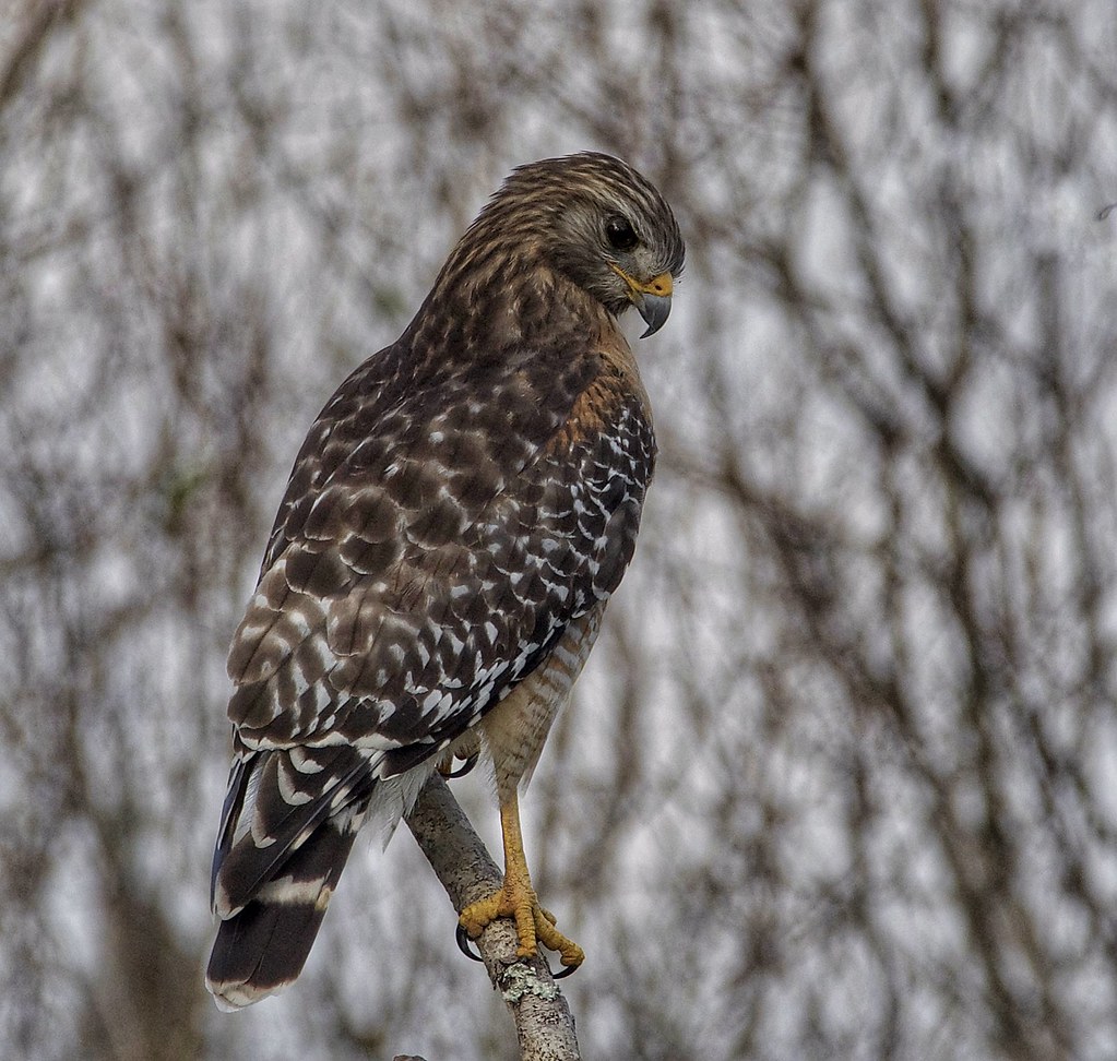 Red- shouldered hawk | Alligator alley Circle B Bar Reserve | Rhonda ...