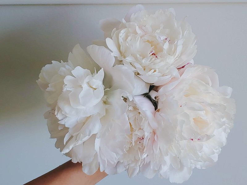 Garden Bouquet - White Peonies