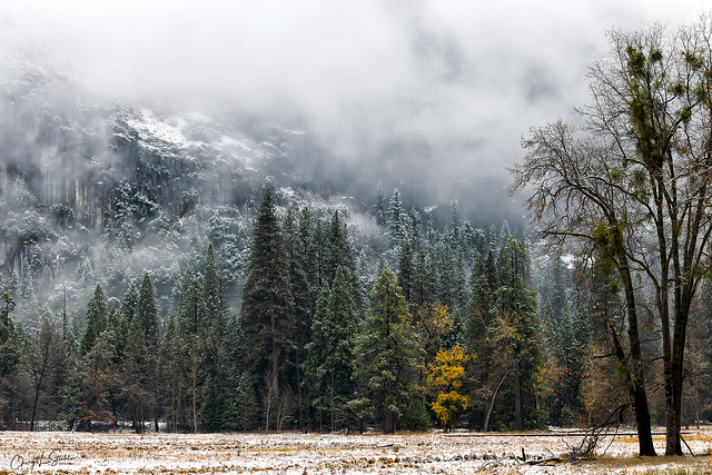 Welcome Snow in Yosemite   (in Explore)