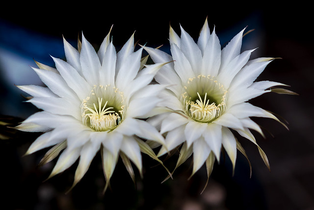 Cactus Flower (Echinopsis) : サボテンの花（エキノプシス属短毛丸）