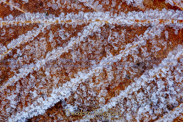 Frost Crystals on a Fallen Leaf by Theodore Tollefson