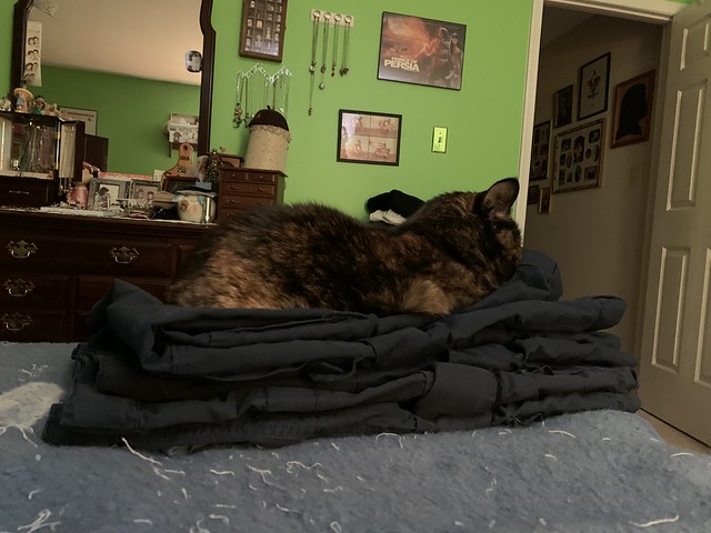 My Pants - Their Cat Bed