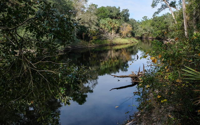 A fine view of the Econlockhatchee River among its vegetation.