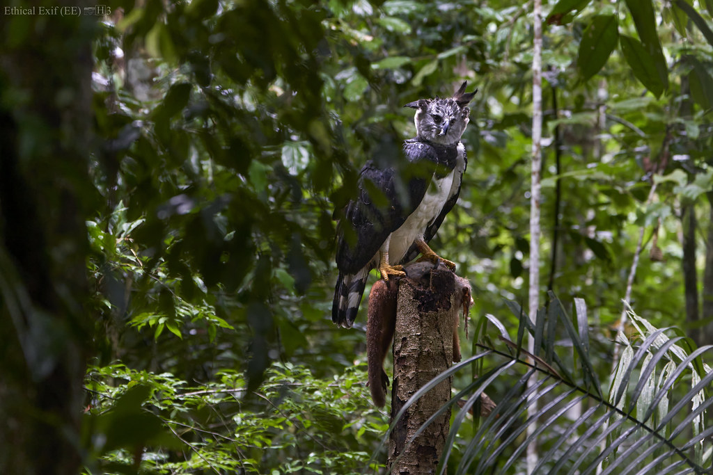 Harpy eagle (Harpia harpyja) with capuchin monkey