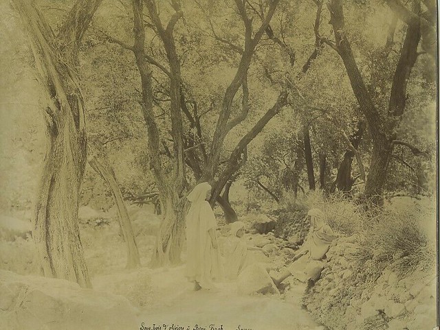 Algeria Olive trees Grove in Beni-Ferah Old Photo Emile Frechon 1900