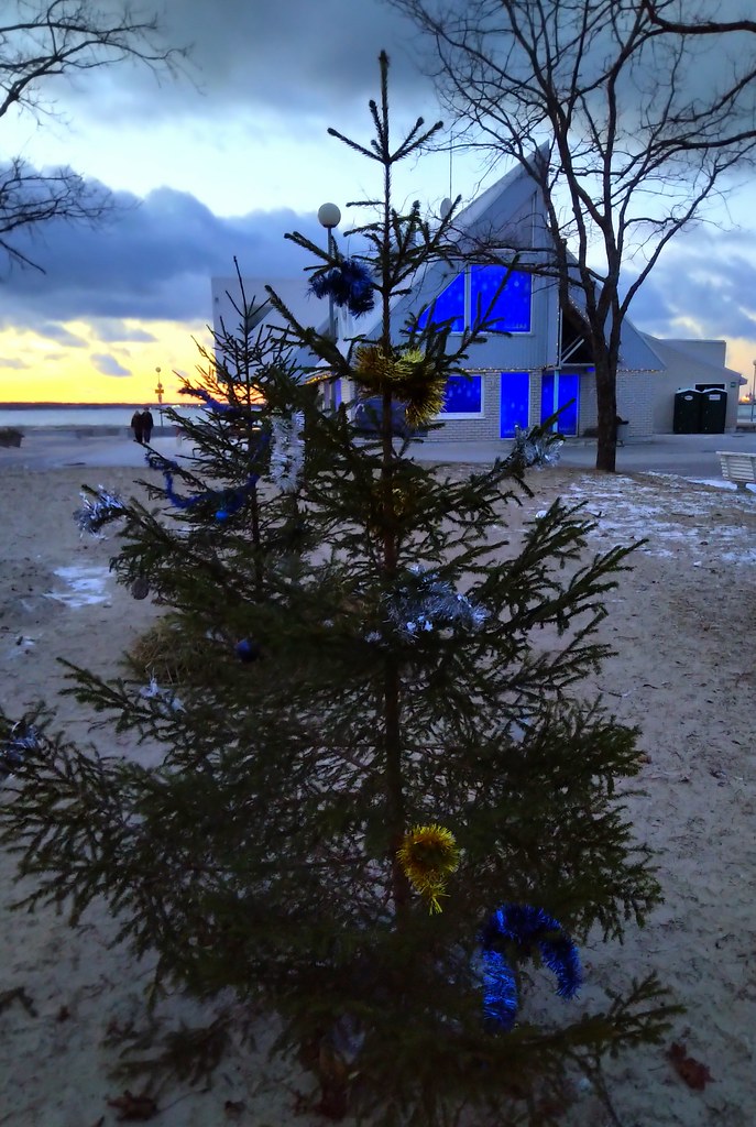 Little tree taking whatever the Baltic winter throws at it