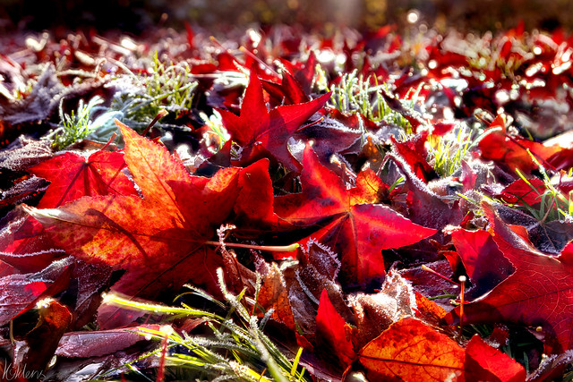 Red Leaves In December Sun