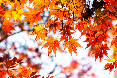 Autumn leaves of Japanese maple : イロハモミジの紅葉
