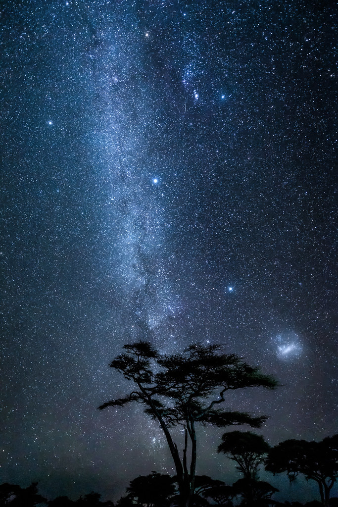 The Milky Way and Large Magellanic Cloud over an acacia tree in Ndutu Conservation Area near the Serengeti, Tanzania, East Africa