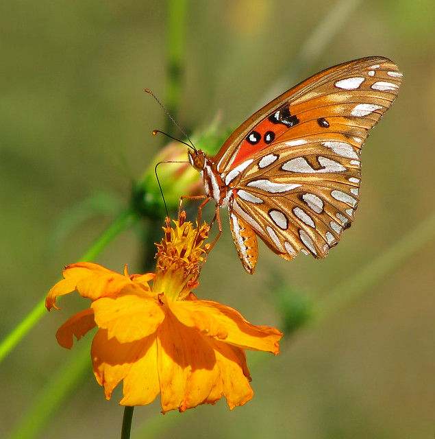 12 Days of Christmas Butterflies - #10  Gulf Fritillary