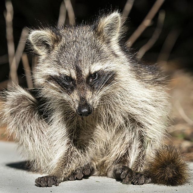 Bandit-masked Juvenile Raccoon, Procyon lotor, Green Cay Nature Preserve.