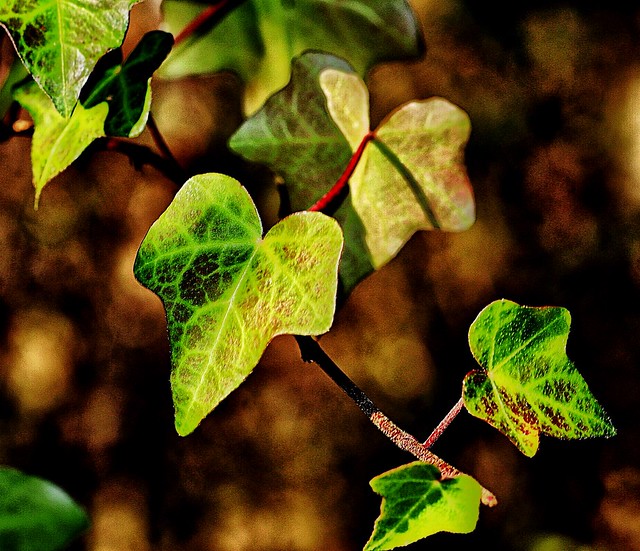 “English Ivy (‘Hedera helix’)”