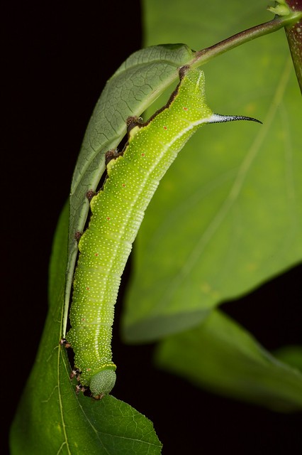 Hemaris affinis. The final instar caterpillar