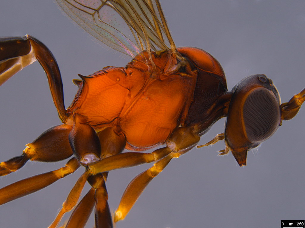 19b - Ichneumonidae sp.