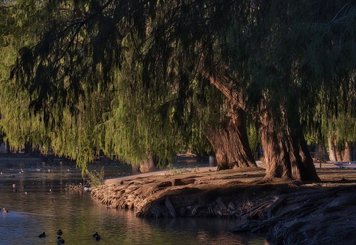 DXT30267 by Dtek1701, Fairmount Park, Riverside CAfujifilm xflens xt3 landscape natural southerncalifornia riverside downt