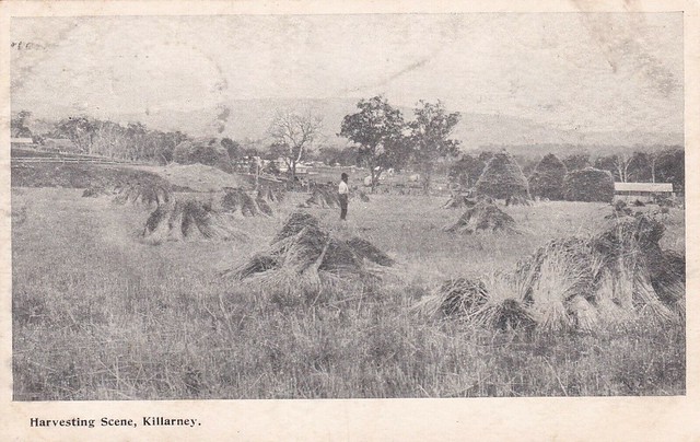Harvesting scene at Killarney, Qld - circa 1907